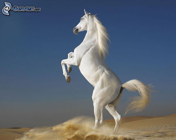 biely kôň, púšť